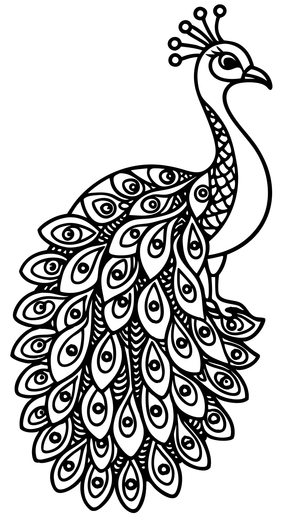 peacock coloring pages colored